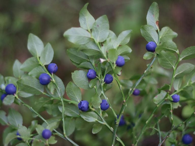 Mapping Armenia’s Edible Landscape, One Wild Bilberry Bush at a Time
