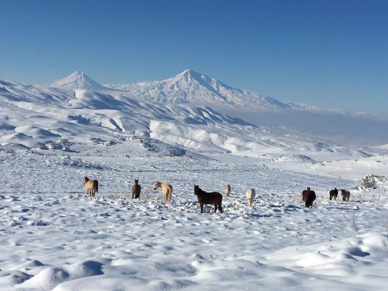 Ultra-Rare Caucasian Leopard in Armenia