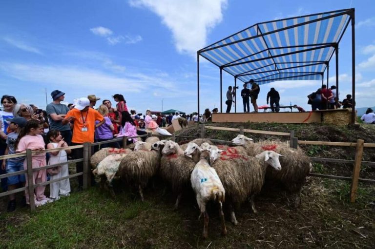 “Sheep picking” festival in Sivnik – Public Radio of Armenia